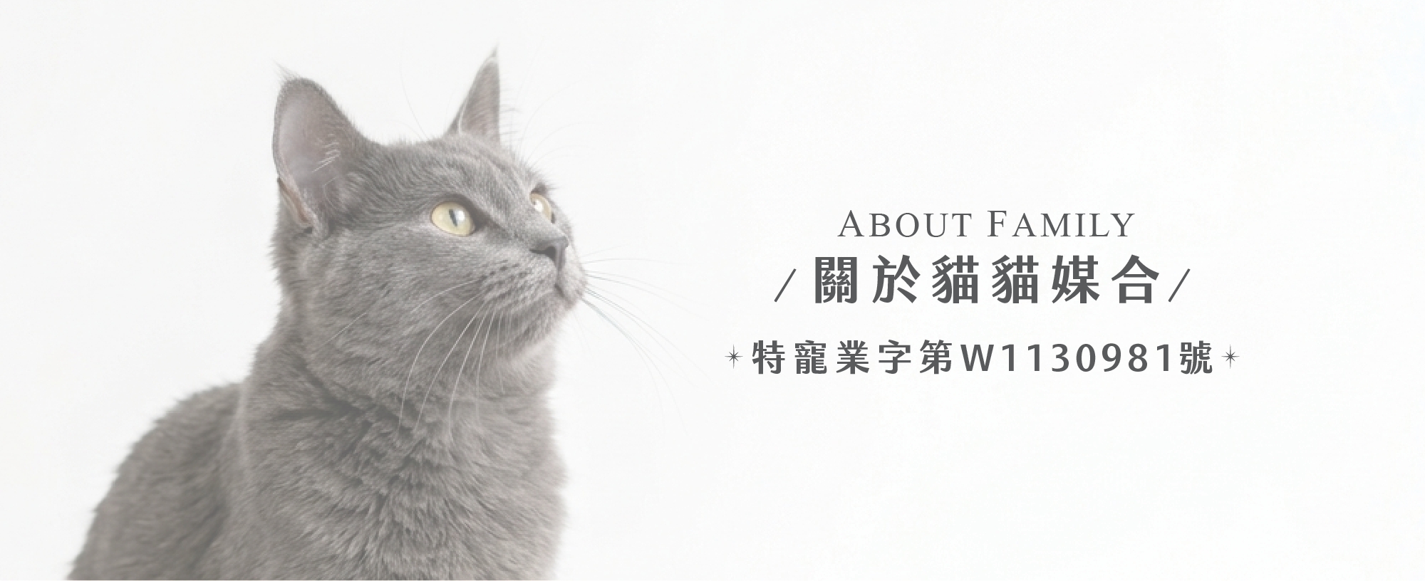 品種貓媒合1