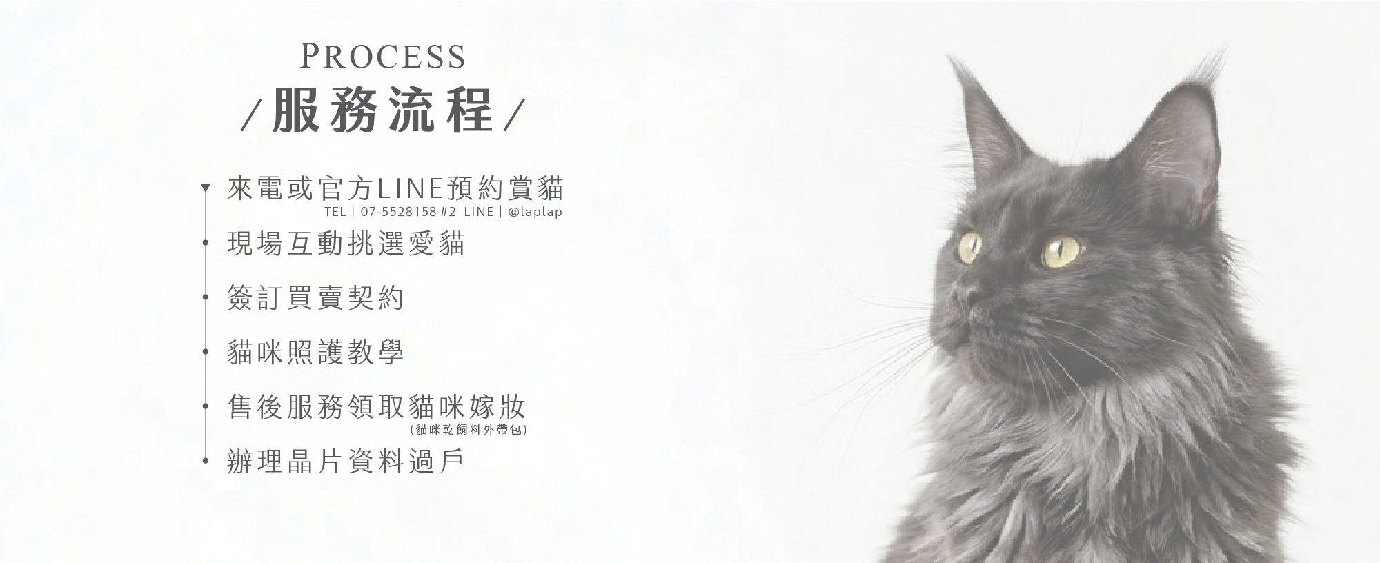 品種貓媒合2