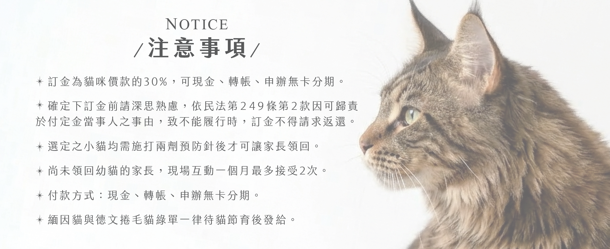 品種貓媒合4