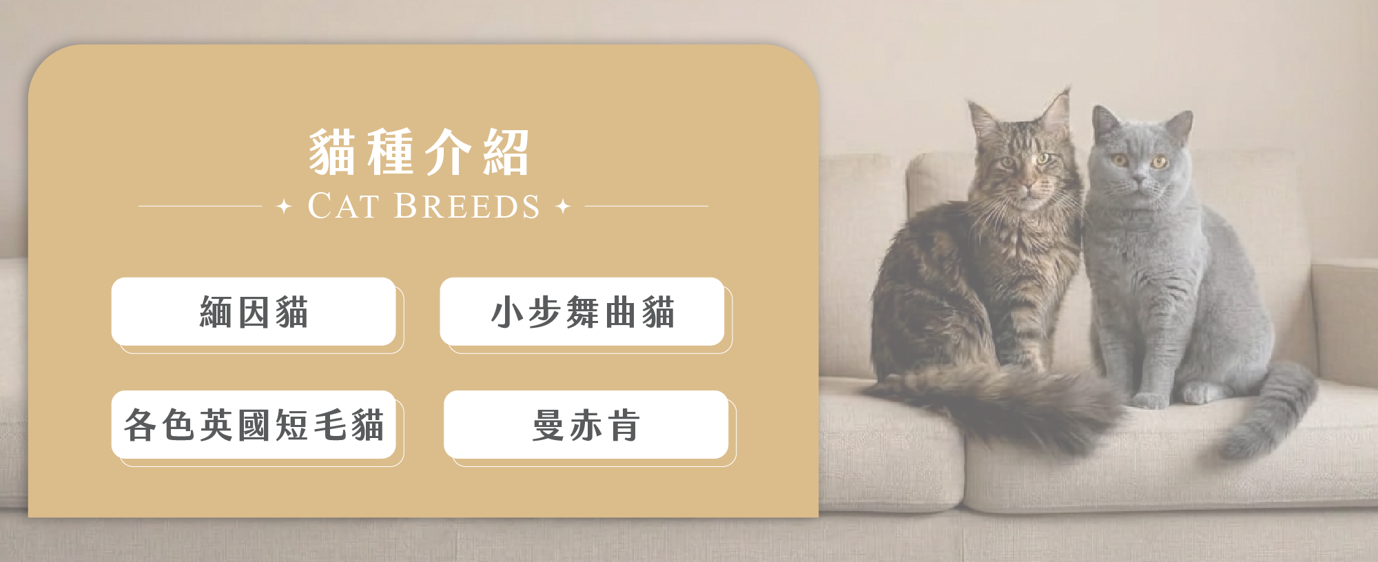 品種貓媒合_工作區域 1