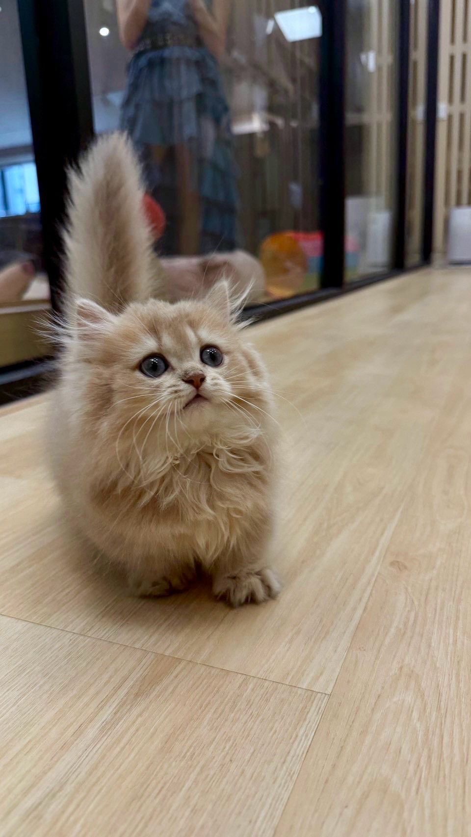LINE_ALBUM_新貓五隻_260724_1